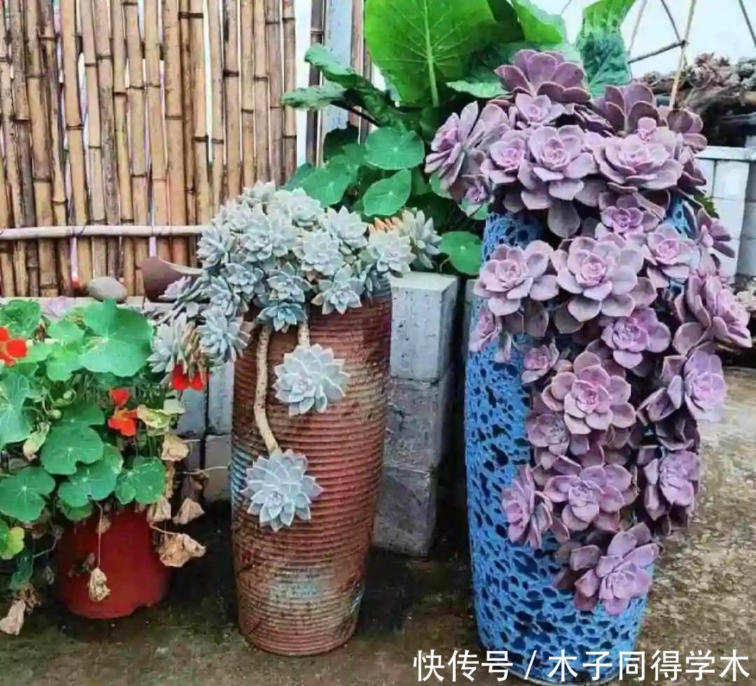 刚开始养多肉很嫌弃,后来越养越爱,打脸实录