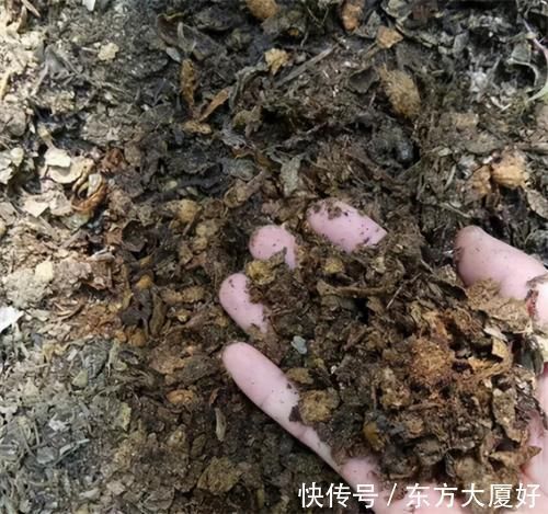 根肥|养君子兰,没事喂点“小零食”,叶绿根肥,花又大又艳