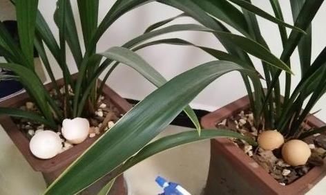 植物|用鸡蛋壳养花,少了这2步就得招虫子,养啥啥不行