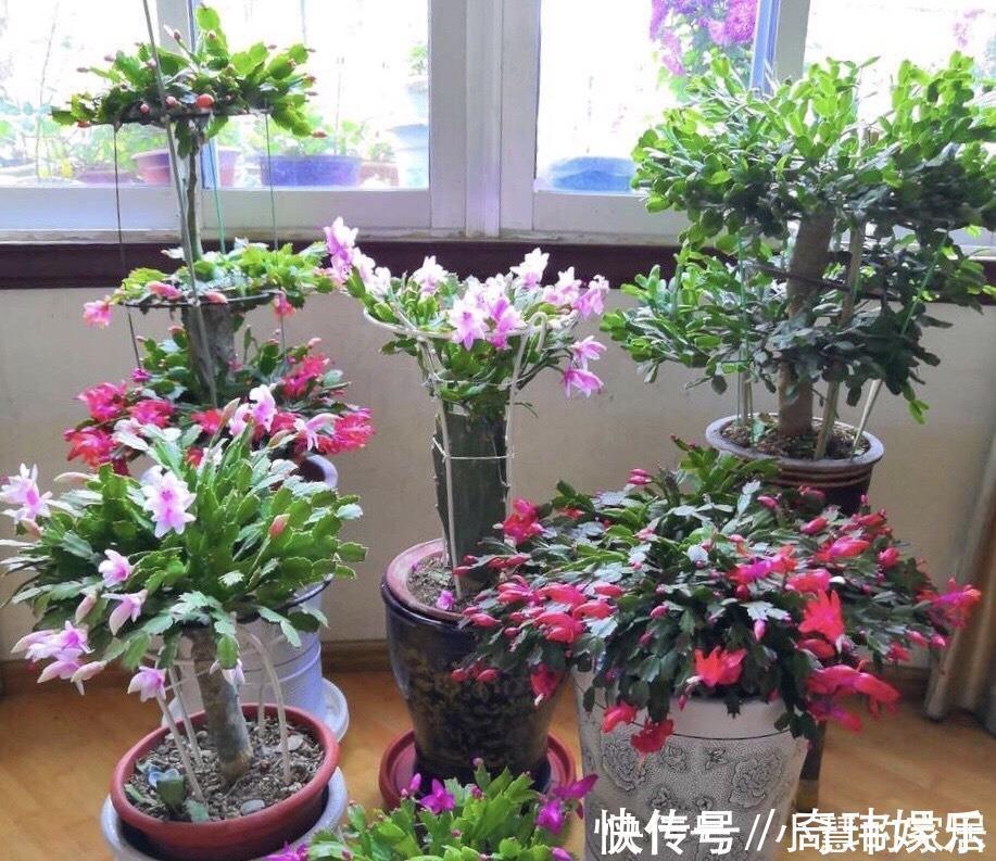 养花没有盆,3个妙招,就能自制出漂亮的花盆,阳台上种了好多花