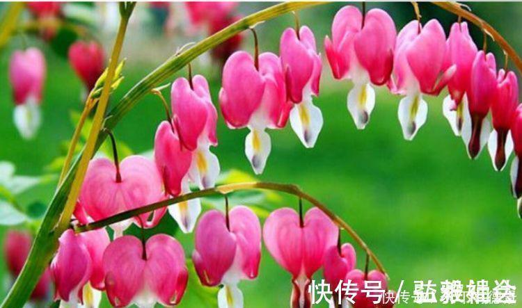 4种花自带财运,家里养一盆,比牡丹更好看,你喜欢吗?