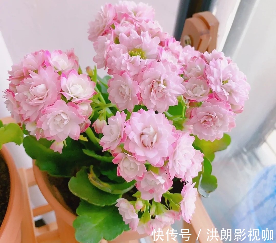 花友们|长寿花“装菜”不打花苞注意这“三点”,花苞呼呼冒花儿满枝头