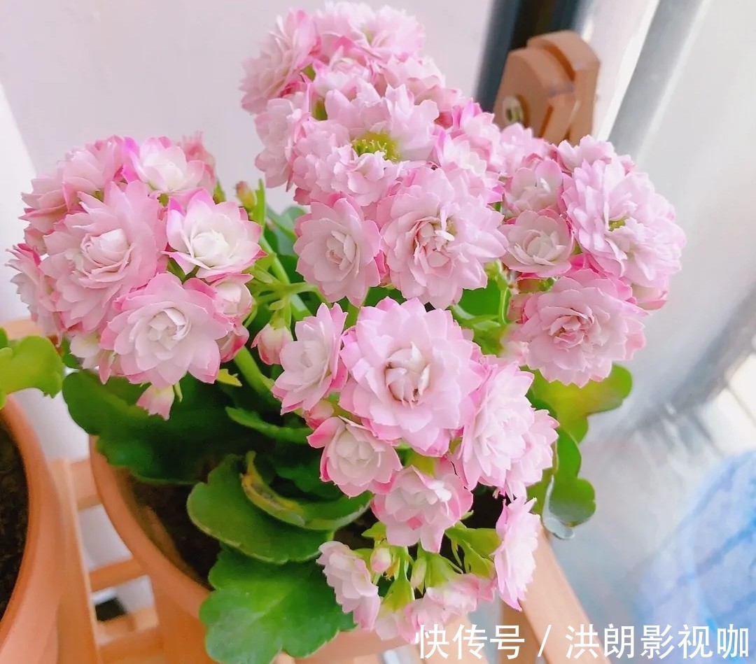 花友们|长寿花“装菜”不打花苞注意这“三点”，花苞呼呼冒花儿满枝头