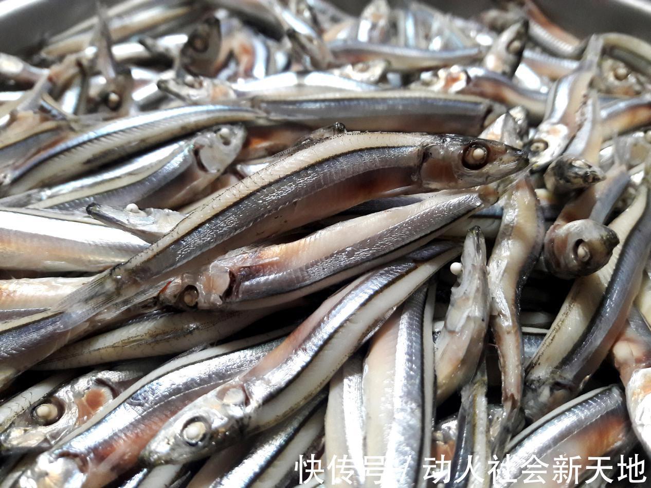 沙丁鱼|排名前10的长寿食物,没一样特别贵的,第2样太过少见,你知道吗