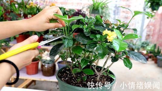 修剪工作不能等,这几种花立秋就修剪,开花更多生长旺