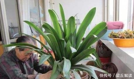 入秋|家庭盆栽君子兰,入秋做好3点,叶子翠绿,年年花开爆成'球'