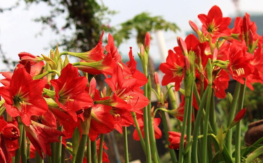 适合家庭养护的10种花,入冬了要注意保暖,不然冻伤了真可惜