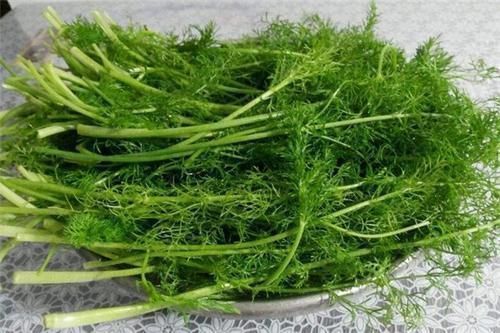 膳食纤维|常吃这菜的人,腰都悄悄变细了,它富含膳食纤维开胃又排毒