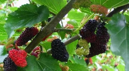  健康|想长寿得会吃，3种食物离不开，清肠排毒，减肥瘦身，越吃越健康