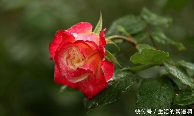 月季盲芽要剪掉别傻了，盲芽修剪有技巧，否则越剪越不开花！