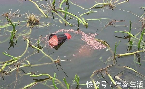 冬钓聚鱼技巧，打窝诱鱼只是基本，以鱼诱鱼，才能做到鱼口不间断