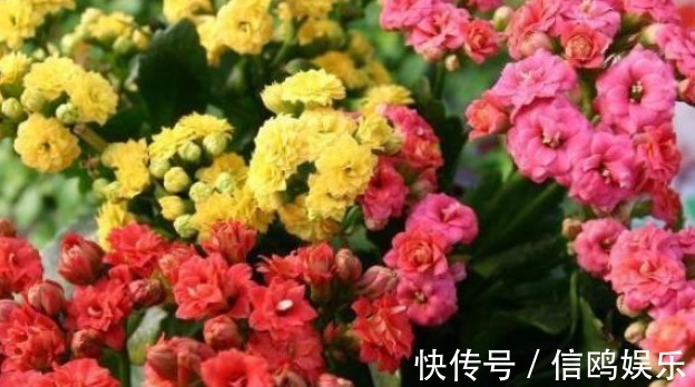 植株|养花要“摘心”，摘完越养越好，来年长得“旺”，枝繁叶茂花期长