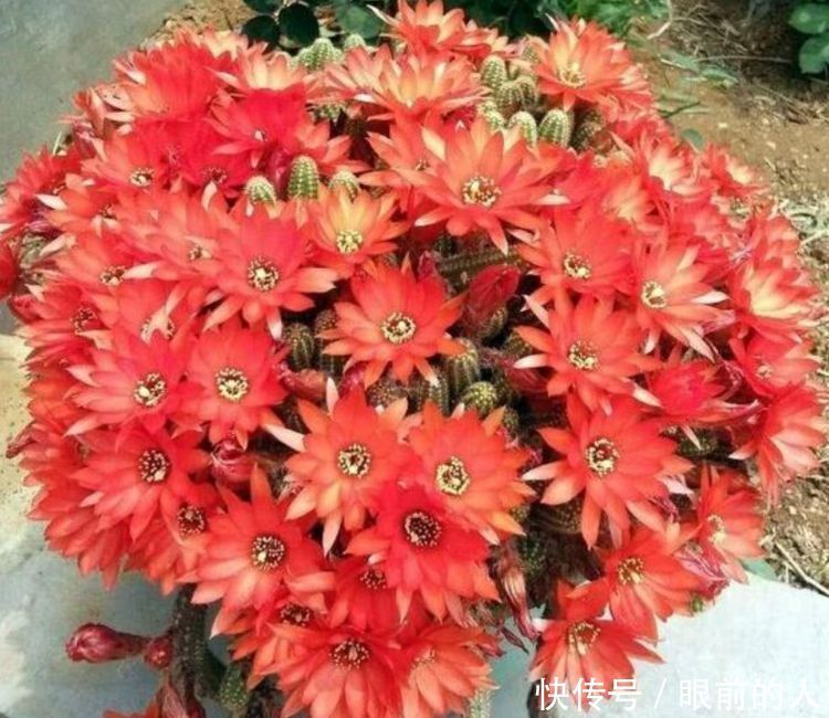 家里养上“3种花”,沾点水就疯长,不用费心,就能长的特别好