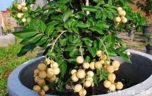 春季种盆栽果树,用4个小技巧,果子结的多又大,有阳台就能种!