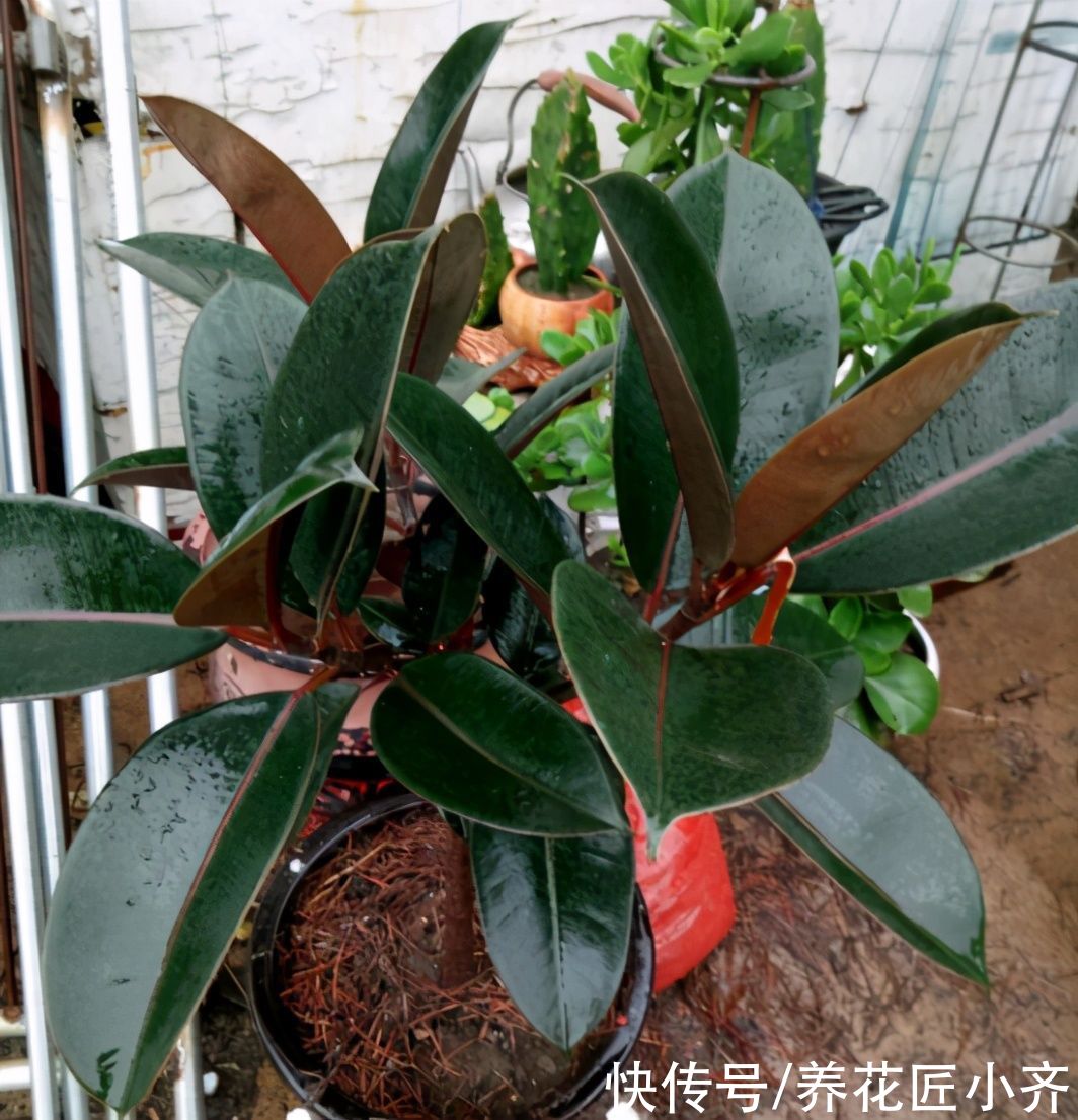 生根|5月可以扦插四种花，只要温度高，见土就生根