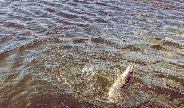 渔获|能不能钓好鱼很大程度取决于钓鱼人的性格,不由你不信