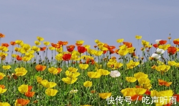 桃花朵朵|终于要转运了，5天内，财运多多，桃花朵朵，事业高升，人生赢家