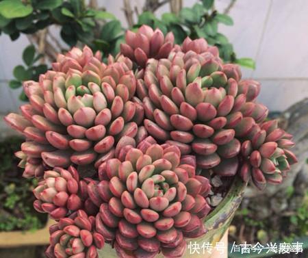 红宝石|秋冬养多肉红宝石,做好四件事,叶片红艳艳,观赏价值高