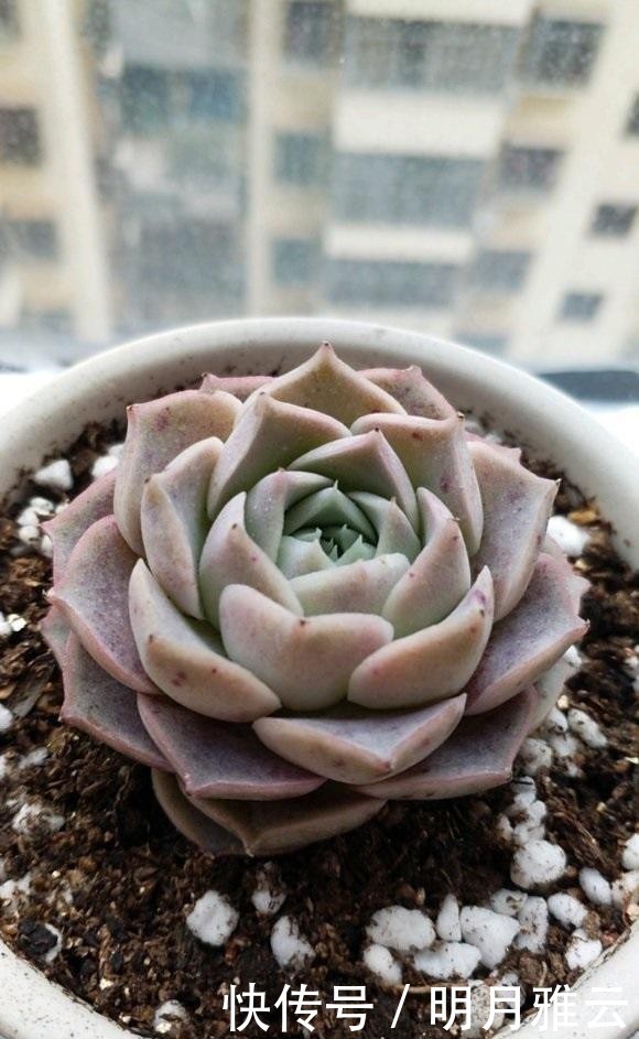 认同|多肉控养能长胖吗?新手最容易上当,完全两个概念,你认同吗?