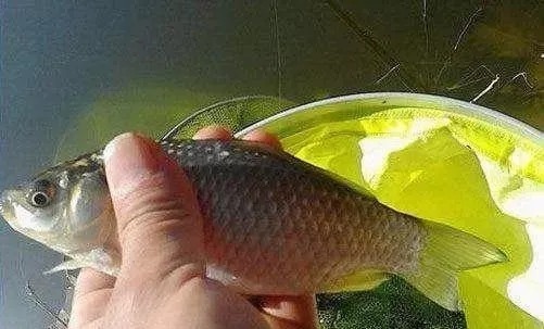 冬季野钓时,这3个技巧老钓友经常用,不吹不黑,半个小时就爆护