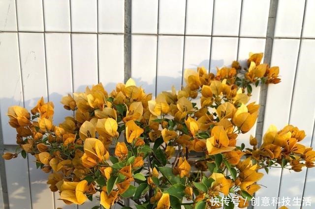 家中养三角梅,做到“1个多2个少”,长成花棚,开花一大片!