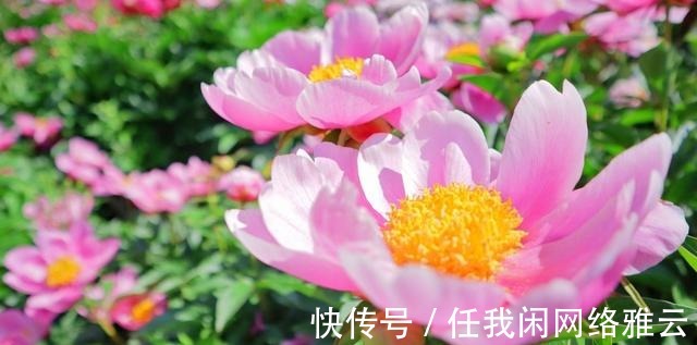 金牛座|桃花遍地，佳人回眸，旧爱重见，生活富贵，生活幸福美满