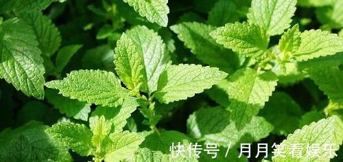 肌肤|颜值高的女人都爱吃,吃以下食物,增强记忆力,促进睡眠,肌肤好