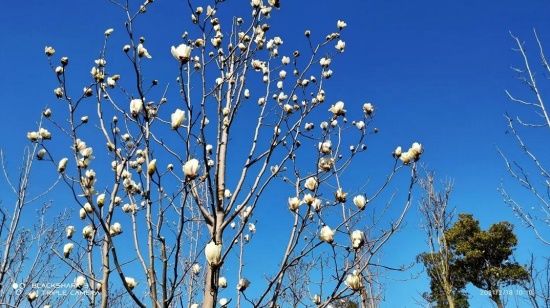 阳光和煦，宝山这里花开得正好，朋友圈刷屏预定