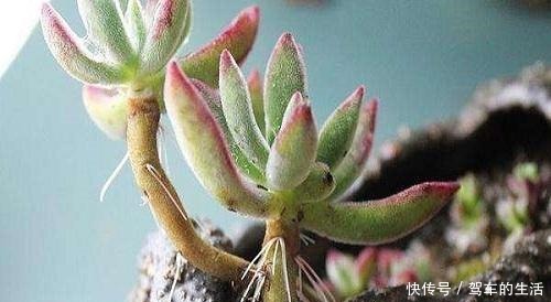 多肉长出小胡须，这个“信号”不太好，老手这样处理多肉不受影响！