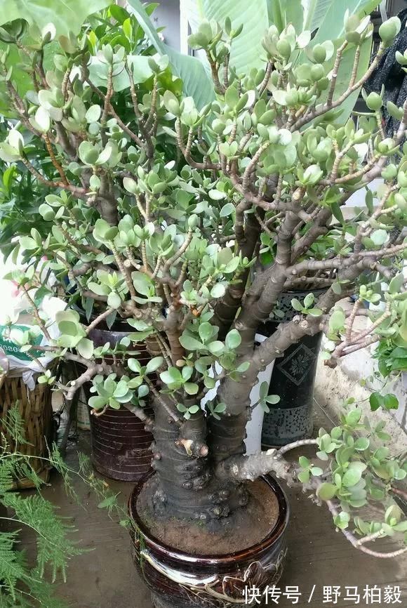 这2种大粗杆插土里，2周能生根，成活后还可以做成盆景造型