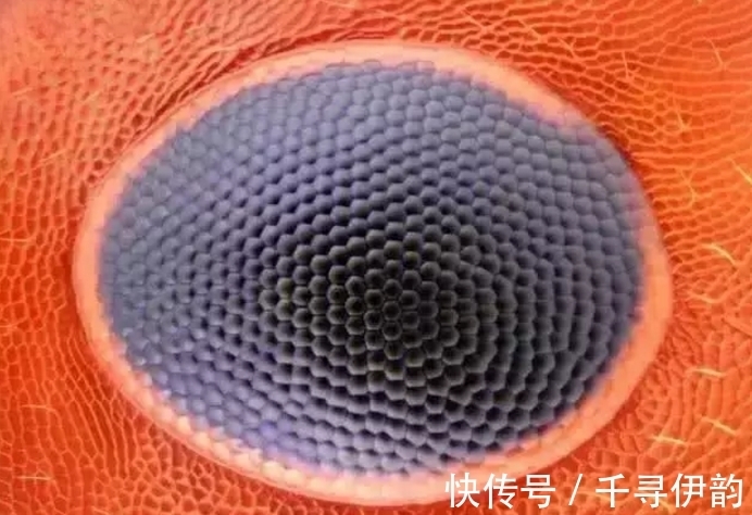 过程|显微镜下的“异世界”排卵过程像火山爆发!