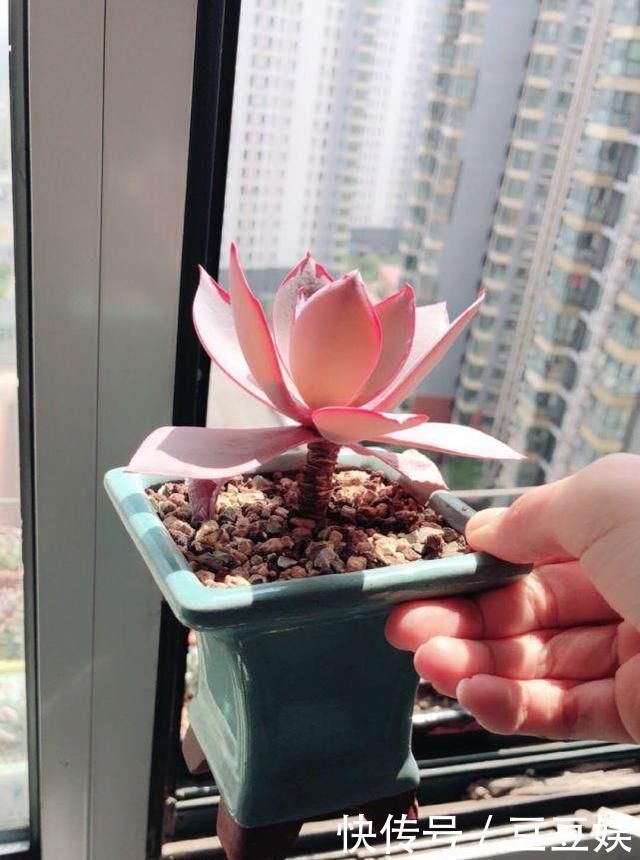 夏天来了,这些多肉最耐晒,度夏没问题,越养越肥厚