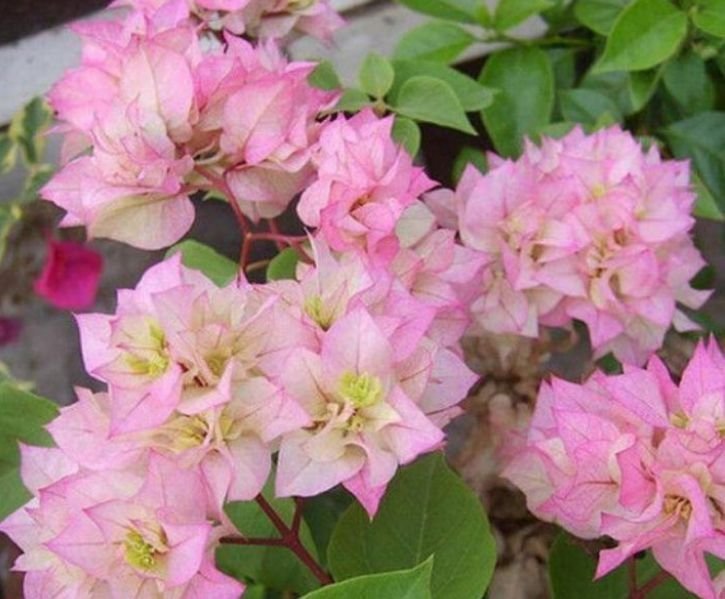 4种花漂亮又好养,花期长、花朵多,家里开成花海!