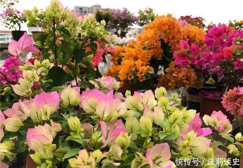 开春养三角梅,添点大补肥,花色艳丽一开就是大半年!