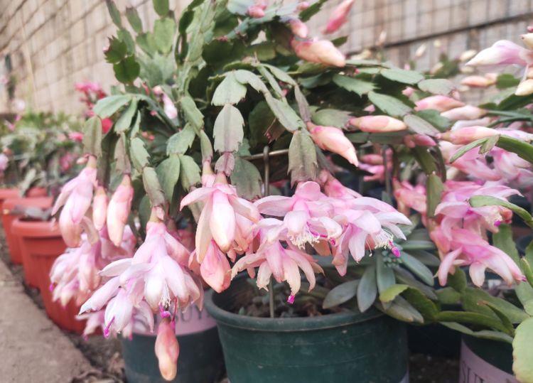 温度|5种花温度高要遮阴,少浇水,不然过了夏天就只剩盆了