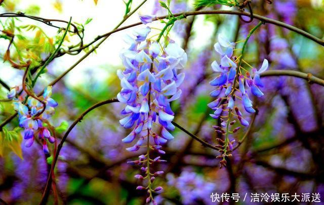 庭院|庭院大要利用，这3种花养起来，好看好养顺着花架爬老高