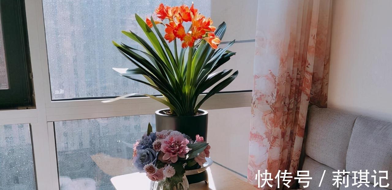 5种花空气再“干燥”,也别喷水,会黄叶、烂叶、掉花苞