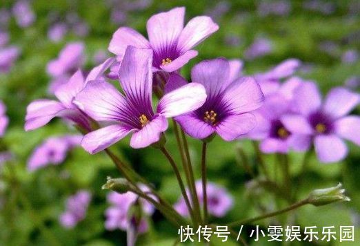 花朵|此款植物适合新手养,花期长达半年,花艳易爆盆,花朵妖绝迷人