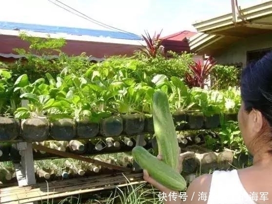 个个|收集了20个空油桶,养花种菜个个疯长,想吃就摘,天天有新鲜菜吃