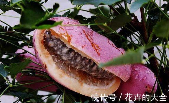 益气|女人爱美，常吃四种食物，补血益气，养护血管，预防血管疾病