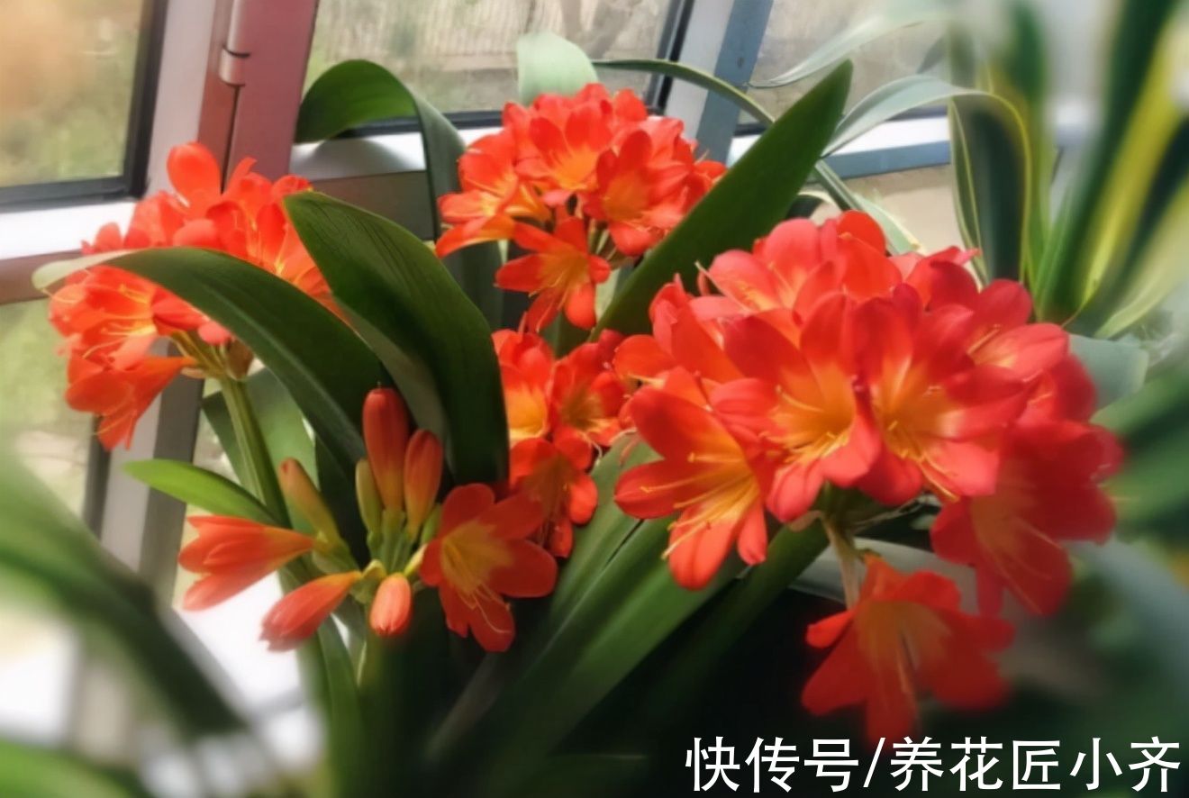 君子兰想要开爆盆,现在不能做“3件事”,否则不长花苞