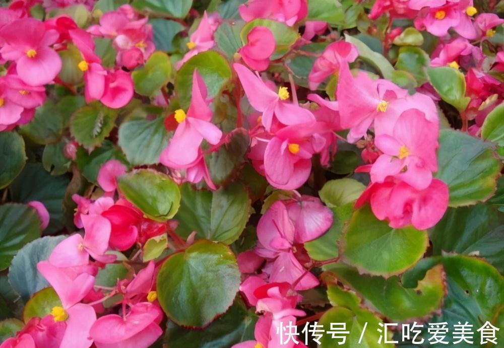 常常被低估的四种花,花期长达小半年,养一盆抵过10盆