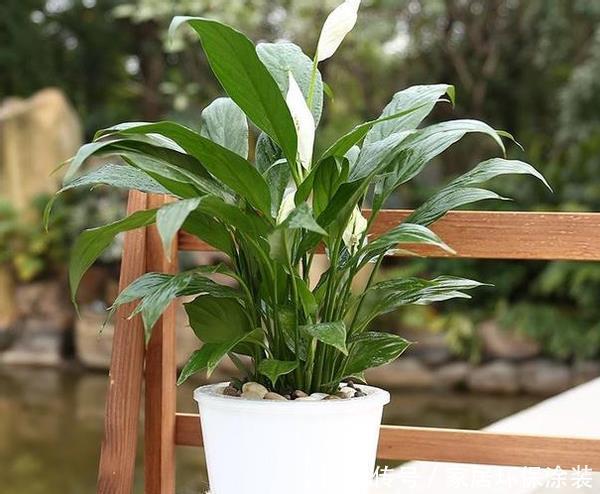 适合新人居家盆栽的花草植物,这几款上榜啦!