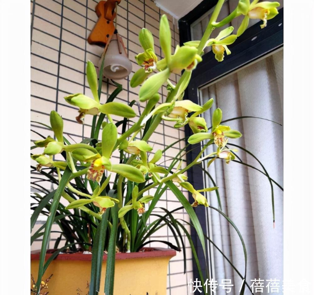 19种常见花“耐寒能力”一览表,天冷要不要“入室”,看看就知道