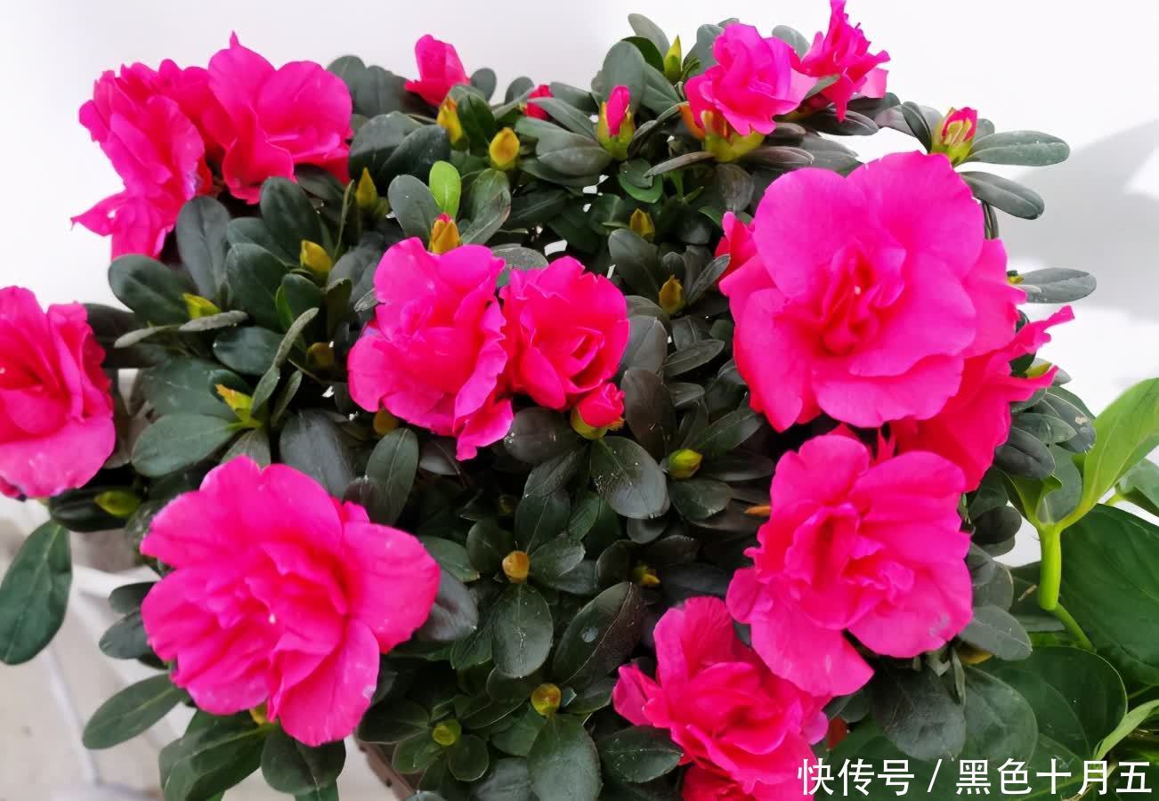 花肥|蛋壳的营养、制肥方法、养花的好处,大家知道多少?