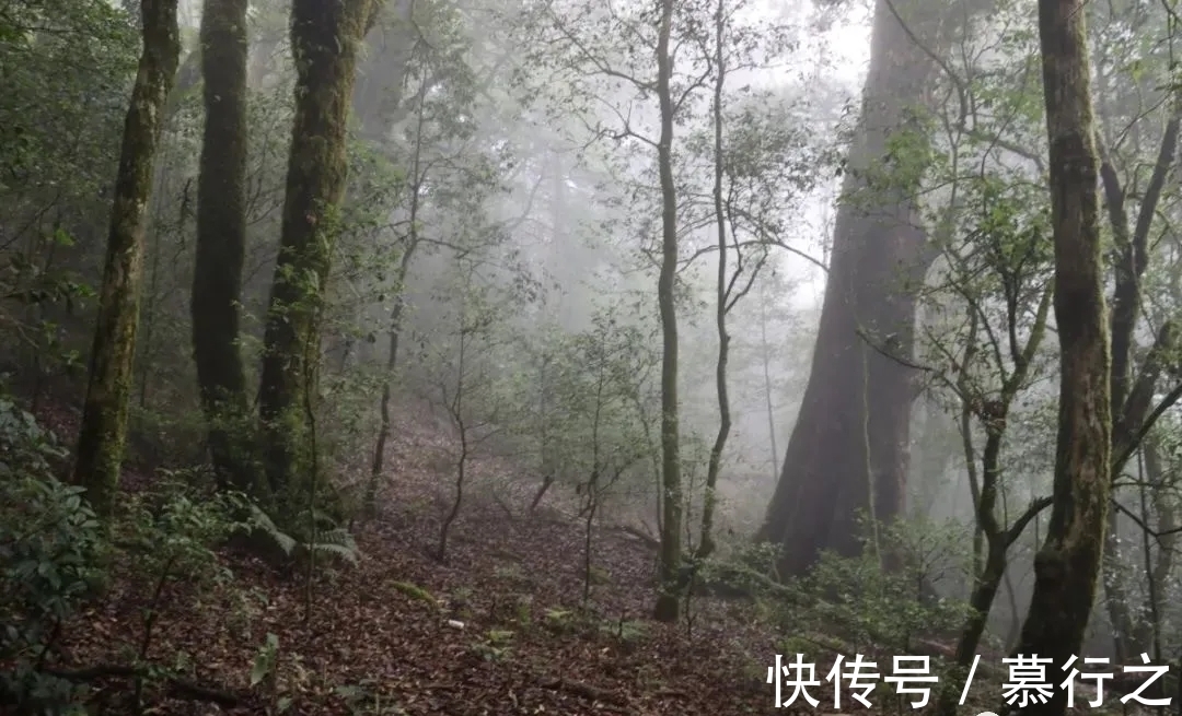 双江县|走进临沧茶区！勐库十八寨，你都知道吗？冰岛茶为何能名震茶界