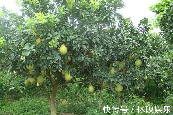 荔枝|想延缓衰老常吃四种食物,或能排毒养颜,改善皮肤