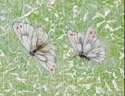 俞致贞|收藏!国画蝴蝶纸上来感觉蝴蝶在动,太逼真了!