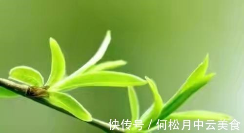 江南人|60种常见野菜,高清大图,收集全了真不容易!
