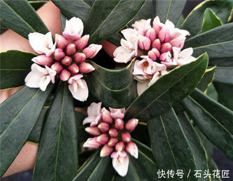 把5种花养在家里,就像喷了“香水”一样,香气扑鼻